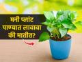 मनी प्लांट पाण्यात लावावा की मातीत लावणं योग्य? मनी प्लांट भरपूर वाढायचा तर.. - Marathi News | How To Grow and Care For Money Plant | Latest sakhi News at Lokmat.com