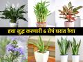 घरातली हवा कायम शुद्ध ठेवण्यासाठी ८ इन्डोर प्लान्टस; ऑक्सिजन मिळेल-आनंदी, निरोगी राहाल - Marathi News | Top 6 Highest Oxygen Producing Indoor Plants : 6 Best Indoor Plants For Oxyegen | Latest sakhi Photos at Lokmat.com