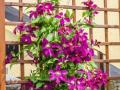 Top 5 climbing plants for your garden with low maintenance - Hindi News | Top 5 climbing plants for your garden with low maintenance | Latest lifestyle Photos at Lokmattimes.com