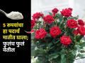 गुलाबाला फुल येत नाही-पानंच वाढतात? 5 रूपयांचा हा पदार्थ मिसळा, १५ दिवसांत फुलंच फुलं येतील - Marathi News | How To Grow Rose Plants Faster : How To Grow Rose Plant Faster With 5 Rupees Indoor | Latest sakhi News at Lokmat.com