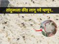 तांदुळात सतत पोरकिडे, अळ्यांचं साम्राज्य? ५ झटपट उपाय, तांदूळ टिकतील वर्षभर - Marathi News | Keep bugs away from rice with these simple tips | Latest sakhi News at Lokmat.com