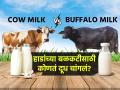 गायीचं की म्हशीचं? हाडांच्या बळकटीसाठी कोणतं दूध चांगलं? कॅल्शियम कशातून जास्त मिळते? - Marathi News | Cow Milk vs Buffalo Milk: Which one is a better source of Calcium | Latest sakhi News at Lokmat.com