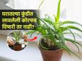 घरातल्या कुंडीत लावलेली कोरफड विषारी तर नाही? १ गोष्ट तपासा-चटकन कळेल -धोका टळेल - Marathi News | How to identify poisonous Aloe vera | Latest sakhi News at Lokmat.com