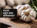 तुम्ही घेतलेला लसूण हायब्रीड आहे की गावरान? लसणाची खरेदी करताना लक्षात ठेवा ५ गोष्टी - Marathi News | How to identify hybrid garlic, How to identify difference between hybrid garlic and gavraan lasun in marathi? | Latest sakhi News at Lokmat.com
