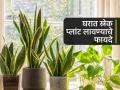 स्नेक प्लांट घरात असण्याचे ३ जबरदस्त फायदे, एखादं तरी स्नेक प्लांट आपल्याकडे असावंच, कारण...... - Marathi News | Benefits of snake plant, why to keep snake plant in your house? gardening tips for snake plant, best indoor plant | Latest sakhi Photos at Lokmat.com