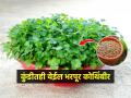 ताजी-हिरवीगार कोथिंबीर हवी? कुंडीतही येईल भरपूर को‌थिंबीर- लक्षात ठेवा फक्त ५ टिप्स - Marathi News | 5 Tips How to Grow a Ton of Coriander | Latest sakhi News at Lokmat.com