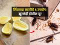 लिंबाची सालं फेकून देता? सालीचे 3 भन्नाट फायदे-घरात एकही झुरळ येणार नाही, चकचकीत होईल घर - Marathi News | Easy Tips To Reuse Lemon Peels : Easy Ways To Use Lemon Peel in The Kitchen | Latest sakhi News at Lokmat.com