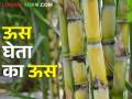ऊस शेतातचं उभा ! ऊस कारखान्याला देण्यासाठी शेतकऱ्यांची दमछाक - Marathi News | Standing in the sugarcane field! Sugarcane does not go even when there are economic challenges | Latest agriculture News at Lokmat.com