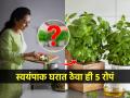किचनमध्ये ठेवा पॉझिटीव्ह एनर्जी देणारी ५ रोपं.. स्वयंपाक करताना मन राहील प्रसन्न- फ्रेश - Marathi News | 5 Positive energy giving plants you must keep in your kitchen, which plants we can keep in kitchen, Best plants for kitchen, Kitchen decoration ideas | Latest sakhi Photos at Lokmat.com