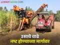 पशुपालकांना चिंता; हार्वेस्टरमुळे पशुधनास उसाचे वाढे मिळेना ! - Marathi News | difficulties for farmer ; Because of the harvester, the livestock does not get the sugarcane fodder | Latest agriculture News at Lokmat.com