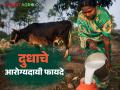 दुधाचे हृदयासाठी आणि हाडांसाठी फायदेच फायदे - Marathi News | Benefits of milk for heart and bones | Latest agriculture News at Lokmat.com