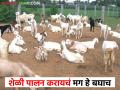 Goat Farming : शेळी पालनाचे प्रकार व त्यांची माहिती - Marathi News | Goat Farming: Types of goat farming and their information | Latest agriculture News at Lokmat.com