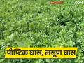 चारा पीक घ्यायचे आहे ! मग हा प्रथिने युक्त घास करा - Marathi News | Forage crop to be harvested! Then do this protein rich grass | Latest agriculture News at Lokmat.com