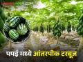 दोन महिन्यात लाखोंचे उत्पन्न; आंतरपीक ठरले वरदान - Marathi News | Income of lakhs in two months; Intercropping turned out to be a boon | Latest agriculture News at Lokmat.com