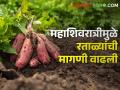एकरी १२५ क्विंटल उत्पादन; लोणगाव रताळ्याचे आगर  - Marathi News | 125 quintal yield per acre; Longaon Sweet Potato depo | Latest agriculture News at Lokmat.com
