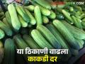 मराठवाडा ते मुंबई जाणून घ्या काकडीचे बाजारभाव - Marathi News | Know the market price of cucumber from Marathwada to Mumbai | Latest agriculture News at Lokmat.com