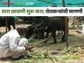 चार्‍याचे भाव वाढल्याने जनावरे कसे सांभाळावे! शेतकर्‍यांसमोर प्रश्न - Marathi News | How to take care of animals fodder price increases! Questions for farmers | Latest agriculture News at Lokmat.com
