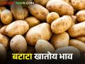 आठवड्याच्या शेवटला बटाटा दरात सुधारणा; वाचा काय मिळतोय भाव - Marathi News | Potato rate revision at the end of the week; Read what the price is getting | Latest agriculture News at Lokmat.com
