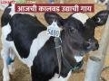 घरची गाय तयार करायची मग हे नियोजन पाळा; कालवड संगोपन - Marathi News | Follow this plan if you want to create a house cow; Calf rearing | Latest agriculture News at Lokmat.com