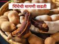 परराज्यातून मोठी मागणी; चिंचेला मिळतोय चांगला भाव - Marathi News | Huge demand from overseas; Tamarind is fetching good price | Latest agriculture News at Lokmat.com