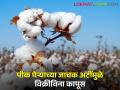 सीसीआयच्या नियम, अटीत अडकला शेतकऱ्यांचा कापूस - Marathi News | Farmers' cotton stuck in CCI rules and conditions | Latest agriculture News at Lokmat.com