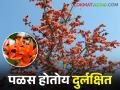 होळीच्या कृत्रिम रंगाने आणला निसर्गाशी दुरावा - Marathi News | The artificial color of Holi has brought distance from nature | Latest agriculture News at Lokmat.com