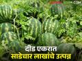 नवखे पीक ठरले फायद्याचे; शेतकऱ्याने साधला हंगाम - Marathi News | The new crop turned out to be profitable; Season achieved by the farmer | Latest agriculture News at Lokmat.com