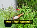 तुळस काळी पडते, लगेच वाळते? चमचाभर मिठाचा सोपा उपाय; तुळशीजवळ कीटक फिरकणारही नाही - Marathi News | Save Tulsi plant from dying; Check Out How To Use Salt For Tulsi Plant | Latest sakhi News at Lokmat.com