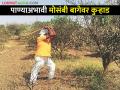 दुष्काळाची दाहकता : मेहनतीसह खर्चही गेला वाया - Marathi News | Inflammation of drought: Efforts and expenses are also wasted | Latest agriculture News at Lokmat.com