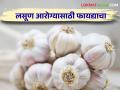लसणाच्या नियमित सेवनाने कॅन्सर अन् मधूमेह होईल दूर - Marathi News | Regular consumption of garlic will remove cancer and diabetes | Latest agriculture News at Lokmat.com
