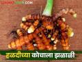 हळद काढणीचा खर्च कोचावर निघेल; गतवर्षीपेक्षा दर चांगले - Marathi News | The cost of harvesting turmeric will be borne by the roots; Rates better than last year | Latest agriculture News at Lokmat.com
