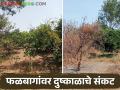 उन्हाचा पारा चढू लागला, फळबागा माना टाकू लागल्या - Marathi News | The temperature of summer began to rise, the orchards began to fall | Latest agriculture News at Lokmat.com