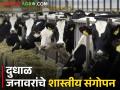 दूध व्यवसायात करायची आहे प्रगती; मग हे विसरून चालणार नाही! - Marathi News | You want to make progress in the milk business; then you will not forget this! | Latest agriculture News at Lokmat.com