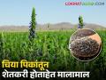 पारंपरिक पिकाला पर्याय; शेतकऱ्यांचा यशस्वी प्रयोग - Marathi News | alternatives to conventional crops; A successful experiment by farmers | Latest agriculture News at Lokmat.com