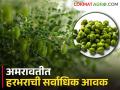 हरभऱ्याचा हा वाण खातोय सर्वाधिक भाव; जाणून घ्या सविस्तर बाजारभाव - Marathi News | This variety of gram eats the highest price; Know the detailed market price | Latest agriculture News at Lokmat.com