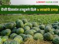 टरबूजची परदेश वारी; आर्थिक कमाल घडली भारी - Marathi News | Export of Watermelon; The economic peak happened heavily | Latest agriculture News at Lokmat.com