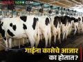दूध काढतांना हे ठेवा ध्यानी; व्यवसायातून मिळेल हमखास मनी - Marathi News | Keep this in mind while milking; Guaranteed money from business | Latest agriculture News at Lokmat.com