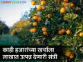 नोकरीचा मार्ग सोडत दुष्काळग्रस्त भागात तरुणाने उभारली संत्र्याची बाग - Marathi News | Leaving the path of employment, a young man established an orange garden in a drought-affected area | Latest agriculture News at Lokmat.com