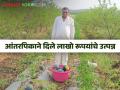 अशोक पाटलांनी कमी खर्चात मिळविले लाखो रूपयांचे उत्पन्न सीताफळाच्या बागेत घेतले आंतरपिक - Marathi News | Ashok patil earned income of lakhs of rupees at a low cost as an inter crop in the sitafal garden | Latest agriculture News at Lokmat.com