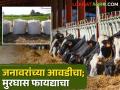 हिरवा चारा मिळत नसल्याने मुरघासाचा पर्याय; जनावरे हि आवडीने खातात - Marathi News | Alternative to green fodder is silage ; Animals like to eat it | Latest agriculture News at Lokmat.com