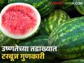 टरबूज खाल्ल्याने उष्णतेपासून काही काळ मिळतो आराम - Marathi News | Eating watermelon provides temporary relief from heat | Latest agriculture News at Lokmat.com