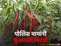 पोलिस मामांनी दोन एकर मुरमाड जमिनीवर फुलवली मिरचीची शेती - Marathi News | Police uncle flourished pepper cultivation on two acres of Murmad land | Latest agriculture News at Lokmat.com