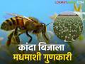 यंदा कांदा बिजाचे उत्पादन घटणार; मधमाश्या ठरताहेत करणीभूत? - Marathi News | Onion seed production will decrease this year because of honeybees | Latest agriculture News at Lokmat.com
