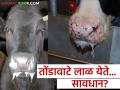 आरोग्य सांभाळा पशूधनाचे; संसर्गजन्य आजरात होईल नुकसान धनाचे - Marathi News | Take care of the health of livestock; There will be loss of money due to infection | Latest agriculture News at Lokmat.com