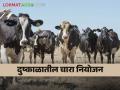 दुष्काळात पशुधन व्यवस्थापन करतांना काय नियोजन करावे? वाचा - Marathi News | What should be planned while managing livestock during drought? Read on | Latest agriculture News at Lokmat.com