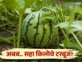 एका एकरातील टरबूज पिकातून मिळाले पावणे दोन लाखांचे उत्पन्न - Marathi News | An income of two lakhs can be obtained from watermelon crop per acre | Latest agriculture News at Lokmat.com