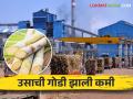 आचारसंहितेमुळे शेतकऱ्यांना करावी लागणार ऊसबिलासाठी मोठी प्रतीक्षा - Marathi News | Due to the code of conduct, the farmers have to wait a long time for the sugarcane bill | Latest agriculture News at Lokmat.com