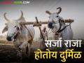 दुधाळ जनावरांच्या संख्येत वाढ, मात्र बैल झाले कमी! - Marathi News | An increase in the number of milk animals, but the number of bulls decreased! | Latest agriculture News at Lokmat.com