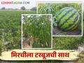Success Story कांदा टोमॅटोचा तोटा निघतोय मिरचीच्या नफातून - Marathi News | Onion gives strong yield in Chili in tomato sivara | Latest agriculture News at Lokmat.com