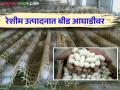 राज्यातील रेशीम उत्पादनापैकी सर्वाधिक वाटा बीड जिल्ह्याचा - Marathi News | Beed district accounts for the largest share of silk production in the state | Latest agriculture News at Lokmat.com